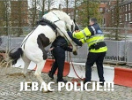 Fotoblog kociasz