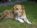 Fotoblog cayenn