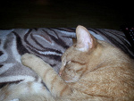 mrrrr