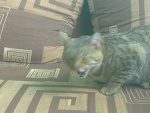 Fotoblog lubimymarchewkibiczys
