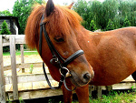 Fotoblog konik52