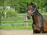 Fotoblog smiiley