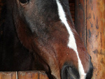 Fotoblog xmajkax1407