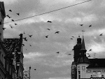 Fotoblog palynu