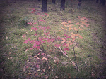 Fotoblog botrzasobabyc