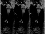 Fotoblog locatocax33
