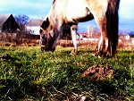 Fotoblog niziara