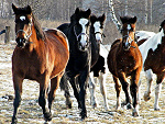 Fotoblog szalonawariatka3