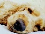 Fotoblog sandaleek