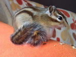 Fotoblog jacmal