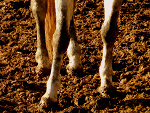 Fotoblog siwekucory