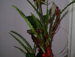 Fotoblog xmylifex3