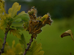 Fotoblog justnaturalphoto
