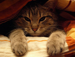 Fotoblog szysza1234