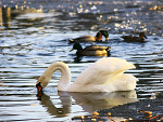 Fotoblog jedynawswoimrodzajux33