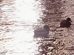 Fotoblog boberka1