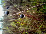 Fotoblog ashestimetochange