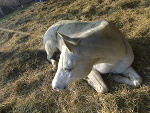 Fotoblog ithilien