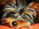 Fotoblog lunarlife