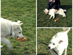 Fotoblog alegremente