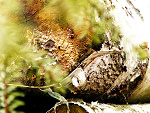 Fotoblog flapaj69