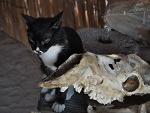 Fotoblog muschi