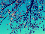 Fotoblog natya0