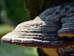Fotoblog littlemystery
