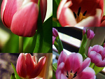 Fotoblog moyenneimpressionnant
