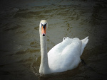 Fotoblog pysia403