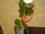 Fotoblog smileismydream