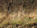 Fotoblog ladymadelaine