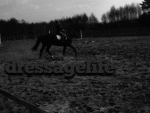 Fotoblog dressagelife