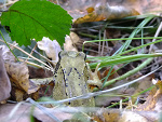 Fotoblog fedorek55