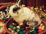 Fotoblog bachciu