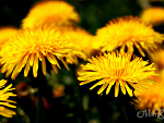 Fotoblog adamrhcppl