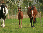 Fotoblog indi