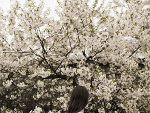 summertime sadness II 