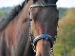Fotoblog elbra