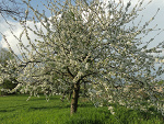 Fotoblog bobezgranic