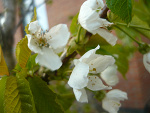 Fotoblog enson7979