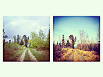 Fotoblog pestilence