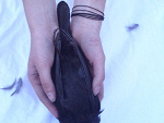 Fotoblog otokonoko