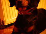 Fotoblog kaczka098