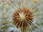 Fotoblog banita9