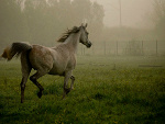 Fotoblog huzarova