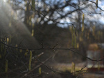 Fotoblog anoa11