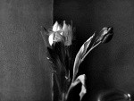 Fotoblog vitane