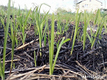Fotoblog kaminat