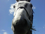 Fotoblog lameria